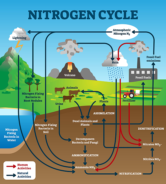 Bildmotiv: the nitrogen cycle